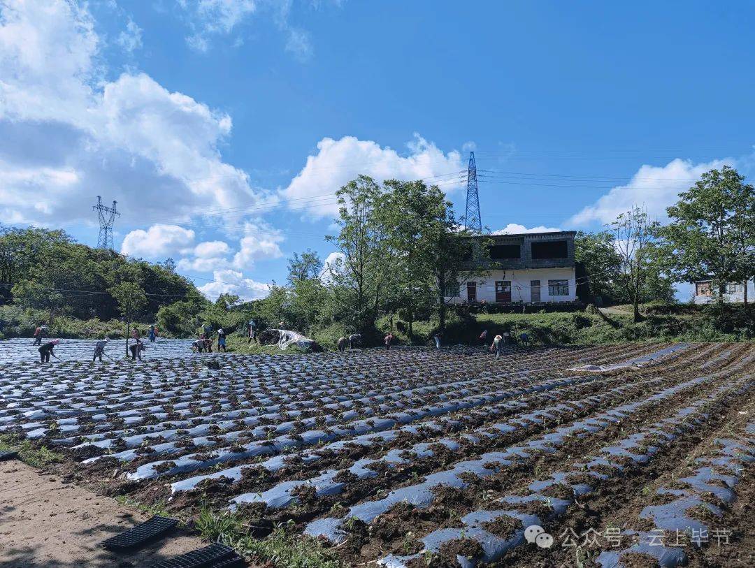 果麦村最新项目，乡村振兴的新动力源泉